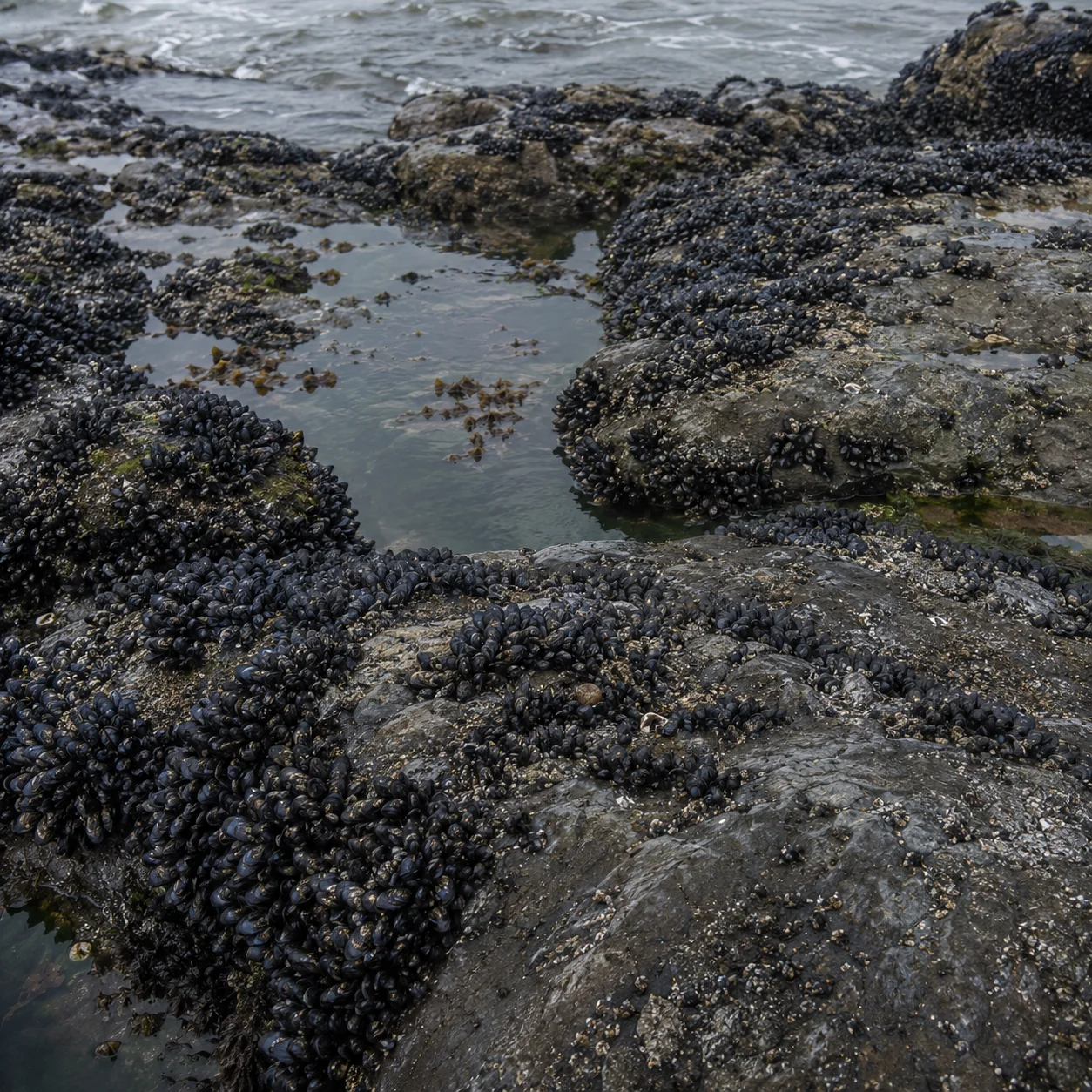 Mussel Rock